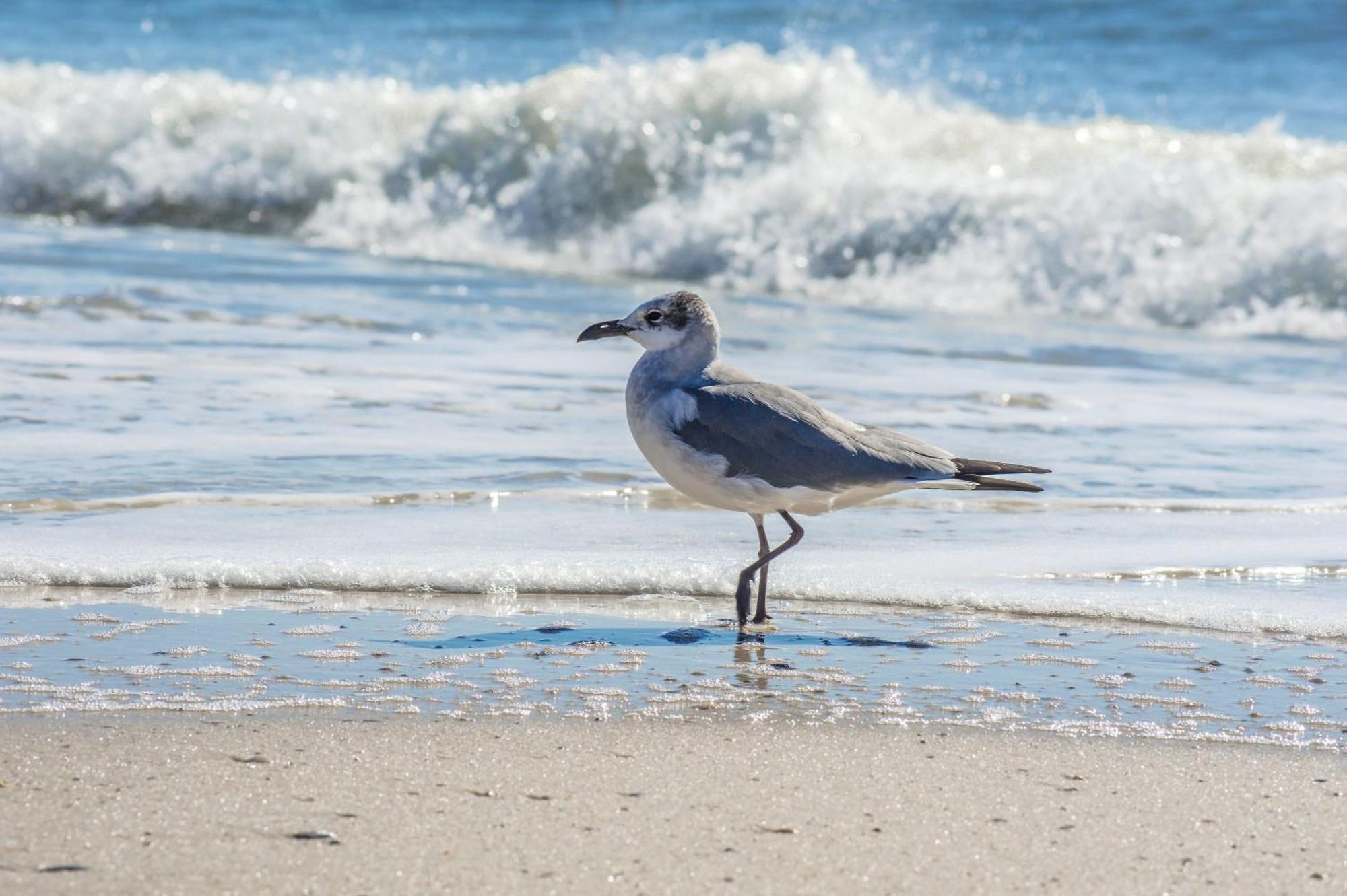 Super Cute With Deeded Beach Access غولف شورز المظهر الخارجي الصورة